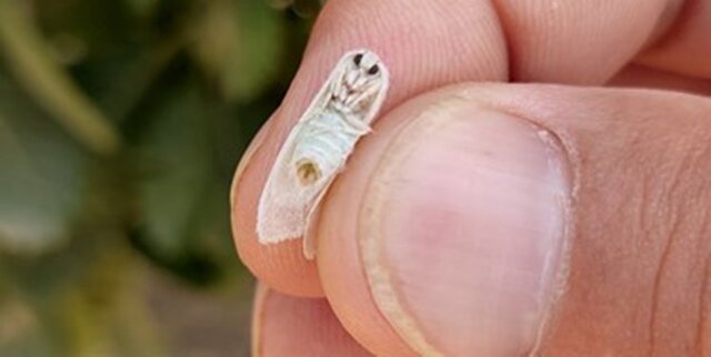 قاتلِ فانتزی زاگرس