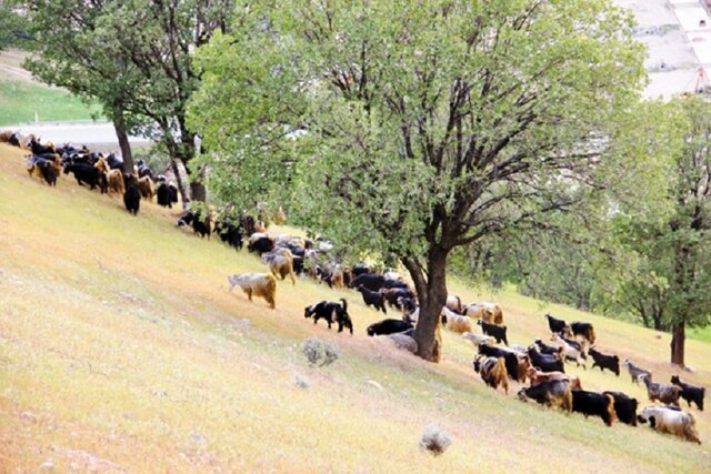 قاتلِ فانتزی زاگرس