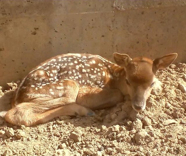 تولد اولین گوزن زرد ایرانی در دامنههای یافته کوه خرمآباد تولد اولین گوزن زرد ایرانی در دامنههای یافته کوه خرمآباد