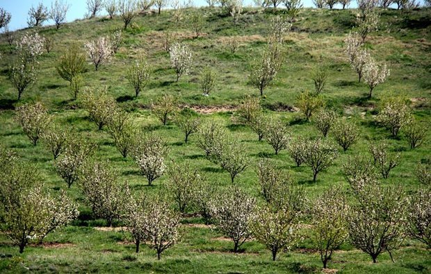 تاکنون بیش از ۴۵۰ گلخانه و باغ استان یزد شناسنامه‌دار شده‌اند