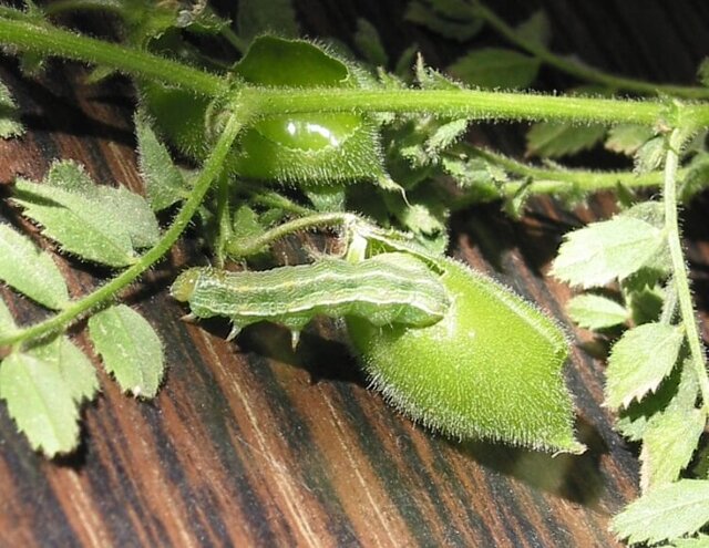 اجرای طرح مبارزه بیولوژیک با آفت پیلهخوار نخود در شهرستان بدره اجرای طرح مبارزه بیولوژیک با آفت پیلهخوار نخود در شهرستان بدره