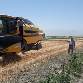 تولید بذور اصلاح شده در بروجرد