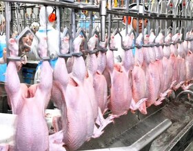 تولید افزون بر ۱۴ هزار تن گوشت مرغ آرین در آذربایجان‌غربی