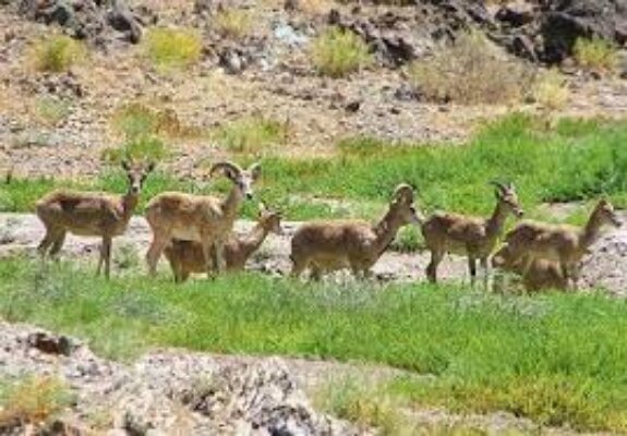 رفع تصرف ٣۶ هزار متر مربع از اراضی ملی در پناهگاه حیات وحش سفید کوه ازنا رفع تصرف ٣۶ هزار متر مربع از اراضی ملی در پناهگاه حیات وحش سفید کوه ازنا