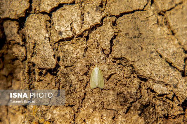 زوال بلوط و زاگرس بَرهوت