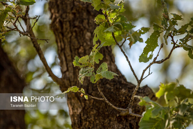 زوال بلوط و زاگرس بَرهوت