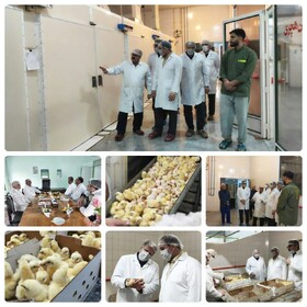 کارخانه جوجه‌کشی بروجرد سالانه بیش از ۱۴ میلیون جوجه تولید می‌کند