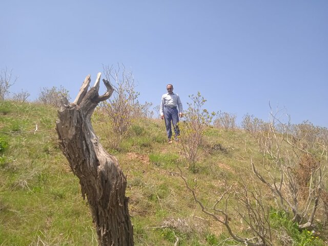 تلفیق هنرنمایی طبیعت با فناوری نوین، نجات کشاورزی کم بازده دیم