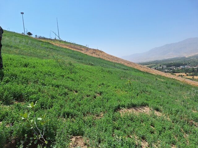 کاشت بلوط در بروجرد رواج می یابد کاشت بلوط در بروجرد رواج می یابد