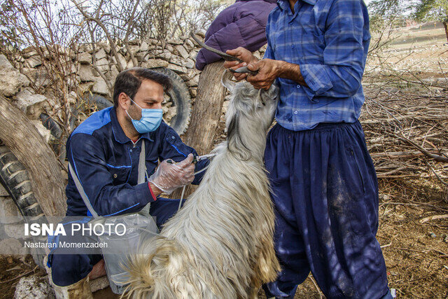 واکسیناسیون بیش از۷۹۰ هزار راس دام در سیستان و بلوچستان علیه تب برفکی