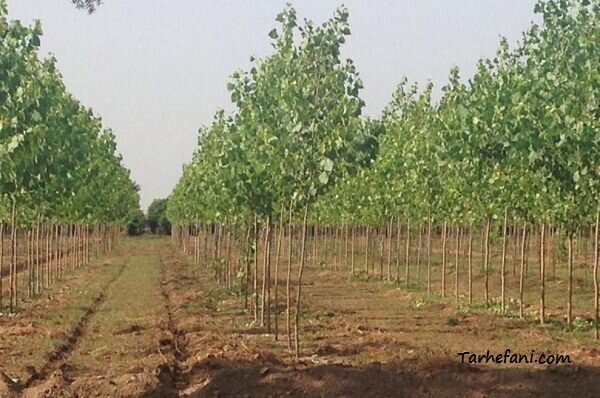 توسعه سطح زیر کشت صنوبر باعث پویایی صنایع چوب می‌شود