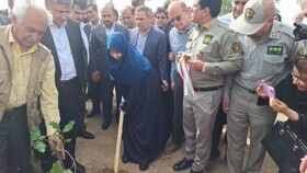برنامه‌هایی برای مقابله با آفت جوانه‌خوار سبز بلوط در حال اجراست