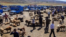 حمایت جهاد کشاورزی بروجرد از بخش خصوصی جهت احداث میدان دام