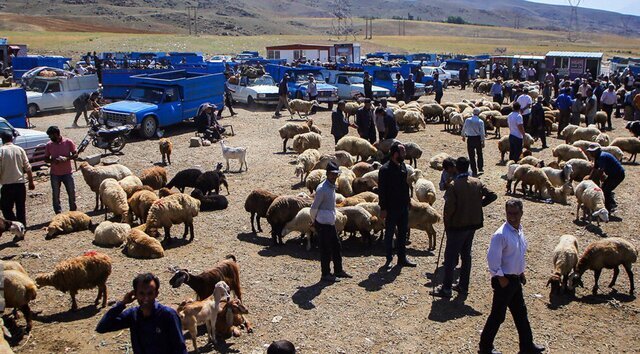 حمایت جهاد کشاورزی بروجرد از بخش خصوصی جهت احداث میدان دام