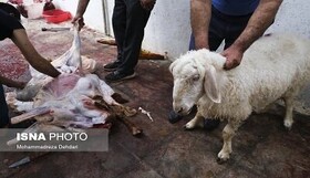 نظارت ۴ اکیپ بر نحوه ذبح دام عید قربان در بروجرد