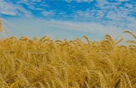 ۱۳ هزار تن گندم از کشاورزان لرستانی خریداری شده است