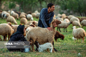 ۱۵ درصد گوشت قرمز لرستان توسط عشایر بروجرد تولید می‌شود