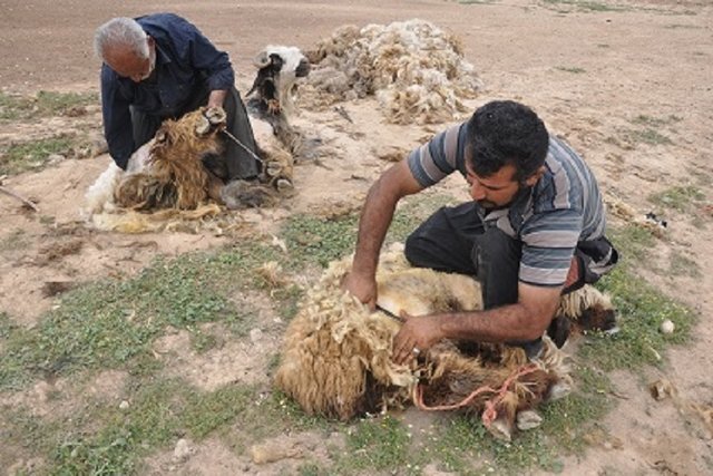 تولید ۱۲۰ تُن پشم توسط عشایر بروجرد