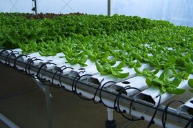 صرفه‌جویی فوق‌العاده در مصرف آب بزرگترین مزیت زیست‌محیطی هیدروپونیک است