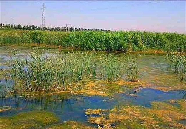 گنجینه‌ای زیستی در خطر، نیاز فوری به احیا و حفاظت