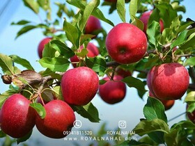 صنایع تبدیلی سیب بروجرد، کلید توسعه کشاورزی
