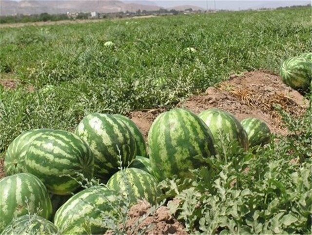 کشت ۱۸۰۰ هکتار محصول آبدوست در بروجرد