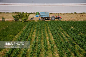 کشاورزان به سمت کشت‌های اقتصادی روی آورند