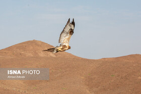 رهاسازی ۲۲ پرنده شکاری در طبیعت شهرستان دورود
