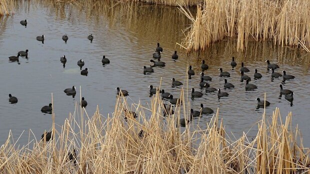 ورود پرندگان مهاجر به تالاب بیشه‌دالان بروجرد؛ جلوه‌ای از حیات دوباره در نگین سبز لرستان