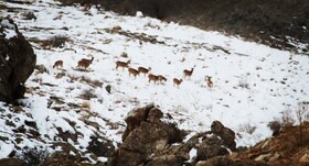 اجرای سرشماری پستانداران شاخص پناهگاه حیات وحش سفیدکوه ازنا