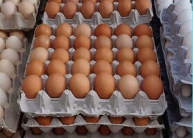 کشف بیش از ۲ تن تخم مرغ بدون مجوز در الیگودرز