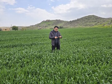 زنگ زرد در کمین گندم‌زارهای لرستان؛ آماده‌باش کامل واحدهای حفظ نباتات