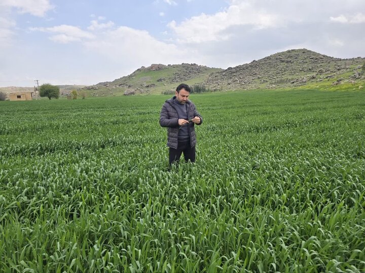 زنگ زرد در کمین گندم‌زارهای لرستان؛ آماده‌باش کامل واحدهای حفظ نباتات