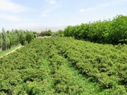 ثبت آیین گلاب‌گیری بروجرد در فهرست رویدادهای ملی/ برگزاری مراسم در باغ بهشت
