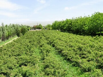 ثبت آیین گلاب‌گیری بروجرد در فهرست رویدادهای ملی/ برگزاری مراسم در باغ بهشت
