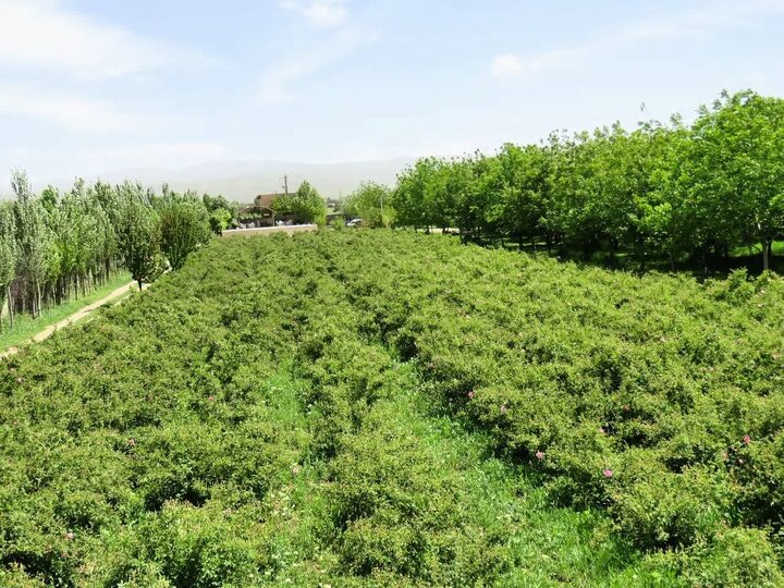 ثبت آیین گلاب‌گیری بروجرد در فهرست رویدادهای ملی/ برگزاری مراسم در باغ بهشت