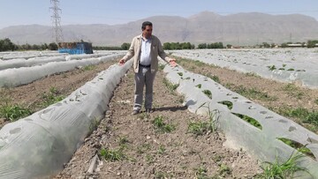 طلای سبز در دلِ سرمای زاگرس؛ چگونه بروجرد فصل‌ها را دور زد