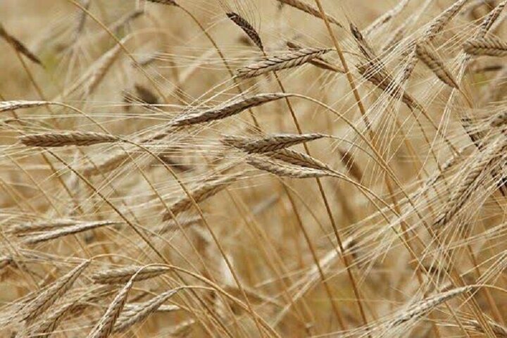 تولید ۳۵ هزار تن جو از سطح ۲۱ هزار و ۵۰۰ هکتار مزارع بروجرد