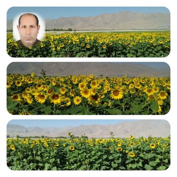 نقش راهبردی زراعت آفتابگردان در امنیت غذایی و کاهش وابستگی به واردات دانه‌های روغنی