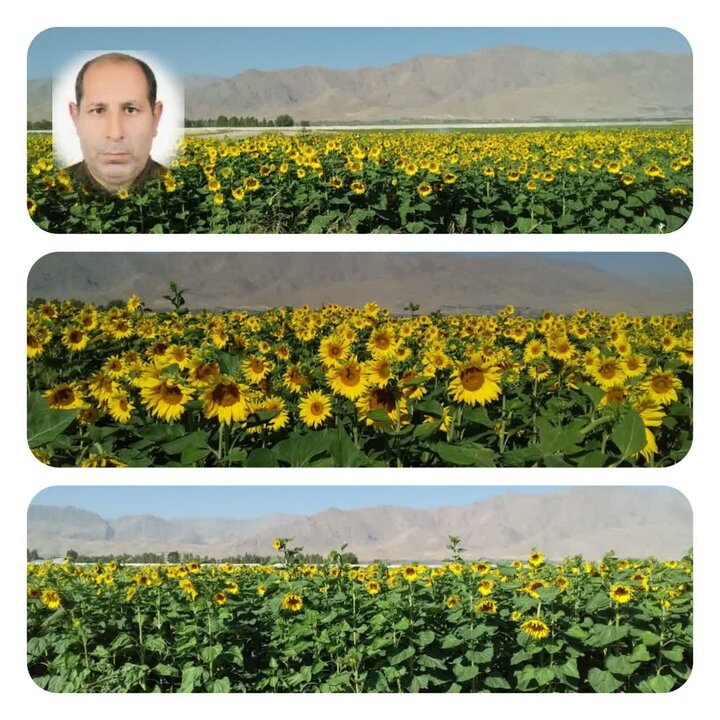 نقش راهبردی زراعت آفتابگردان در امنیت غذایی و کاهش وابستگی به واردات دانه‌های روغنی