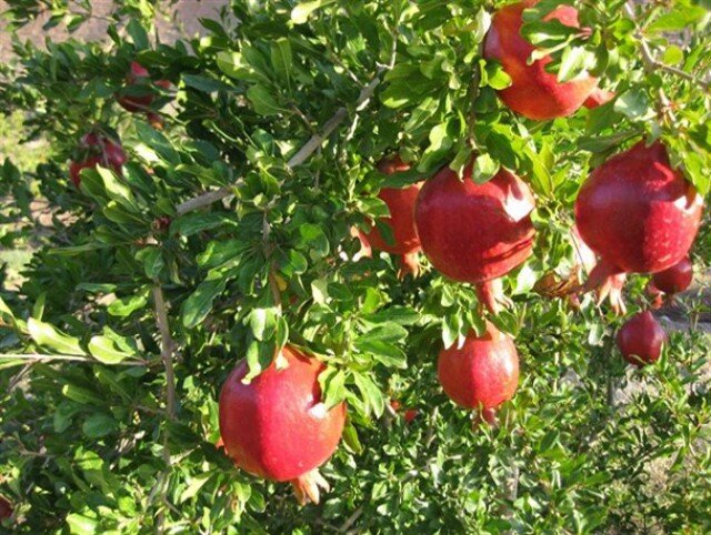 تولید 15 تن انار در هر هکتار از باغات استان مرکزی