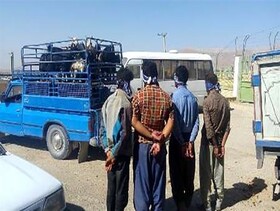 دستگیری اعضای باند سرقت احشام در خمین/اعتراف به سرقت ۱۲۰ راس دام