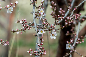 طبیعت بهاری ساوه