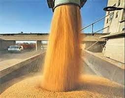 پیش بینی خرید تضمینی 330 هزار تن گندم در استان مرکزی
