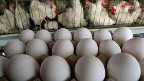 خبری از کمبود مرغ و تخم مرغ در ساوه نیست