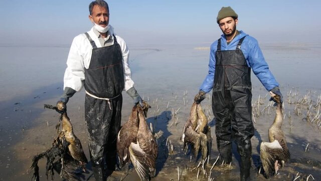 جمع آوری 1100 لاشه پرنده مبتلا به آنفلوآنزا از میقان / تزریق اعتبار برای مدیریت بیماری