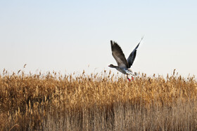 تالاب «میقان» - اراک