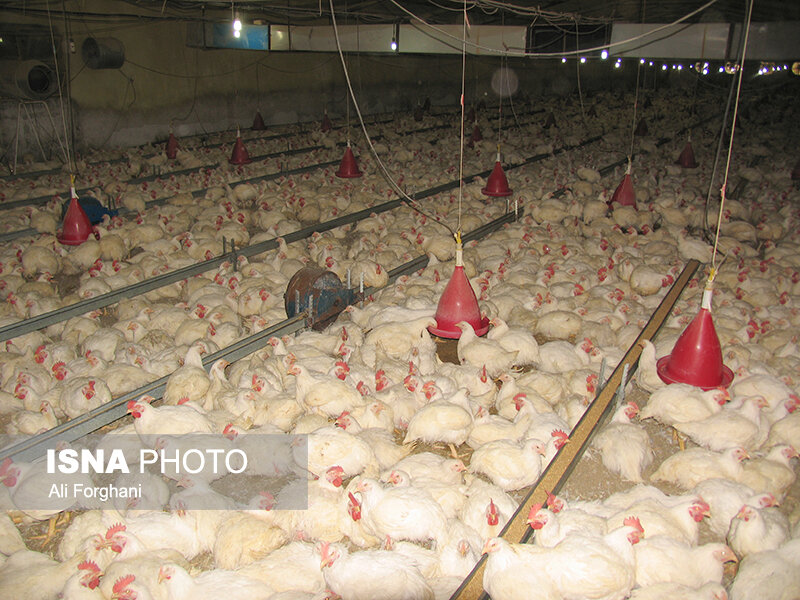 رونق مرگ در مرغداری های ساوه! مرغ های مادر بیمارند؟
