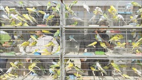 درآمد این قفس‌ها می‌تواند با چاه نفت برابری کند، اگر ...