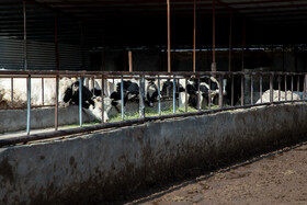 دامدار نقشی اساسی در صنعت تولید گوشت و لبنیات دارد و دامداری از آن دسته مشاغلی است که علیرغم درآمد مناسب، به دلیل مشقت و سختیهای خود کمتر سرمایه گذاری را به خود جذب می کند.